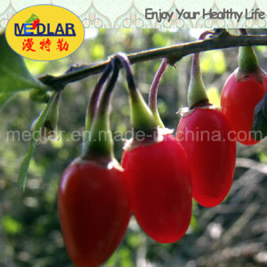 Medlar EU and Nop Certificates Goji